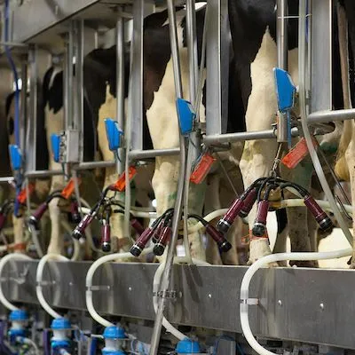 thumbnail for publication: Are Cows Comfortable in Modern Dairy Facilities?